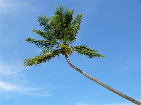 Coconut Tree Free Stock Photo - Public Domain Pictures