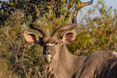 Facts about the Greater Kudu - Mpeti Lodge