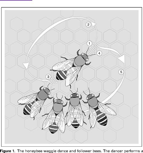 Figure 1 from The honeybee waggle dance: can we follow the steps? | Semantic Scholar