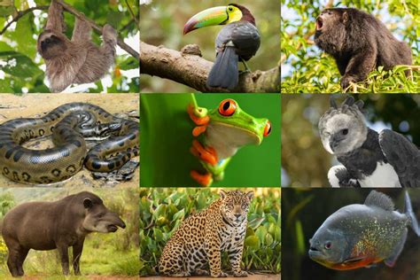 Types Of Rainforest Animals - buickcafe.com