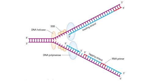 DNA Replication: Steps and Mechanism • Microbe Online