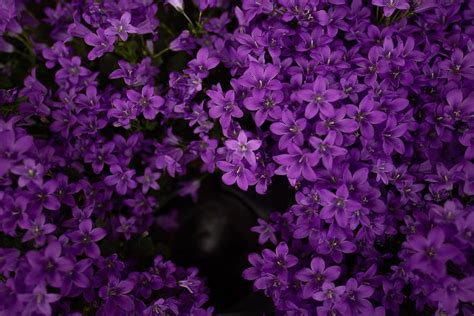 HD wallpaper: blooming purple flowers, plant, blossom, lilac, petal, bush, vegetation ...