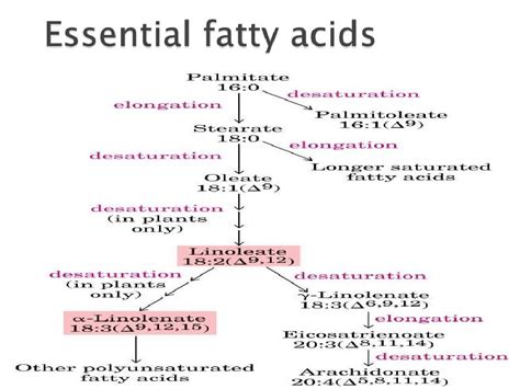 Fatty acid synthesis