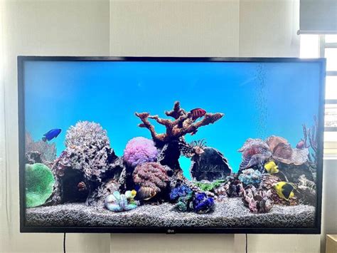 Dive into Roku’s Aquatic Life: Discover Fish Tank Species & Intriguing Facts - PointerClicker.com