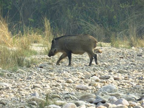 ANIMALS FOUND IN RAJAJI NATIONAL PARK | RAJAJI NATIONAL PARK