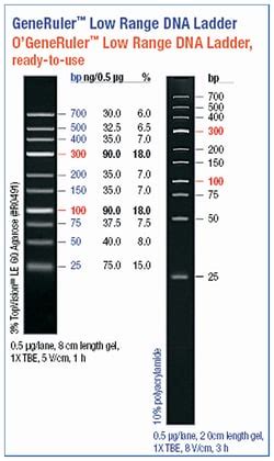 Thermo Scientific O'GeneRuler Low Range DNA Ladder, Ready-to-Use 25-700 | Fisher Scientific