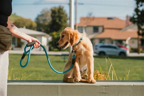 4 Side Effects of Deworming a Dog | RexiPets