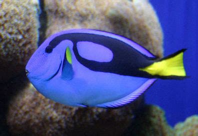 aquabane: Blue Tang Dory