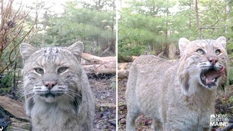 Amazing images of large bobcat captured in Walpole | newscentermaine.com