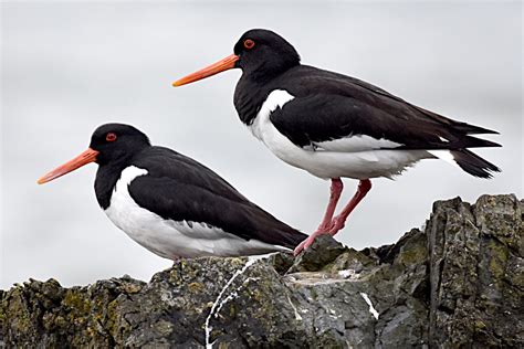 Eurasian Oystercatcher by Fausto Riccioni - BirdGuides