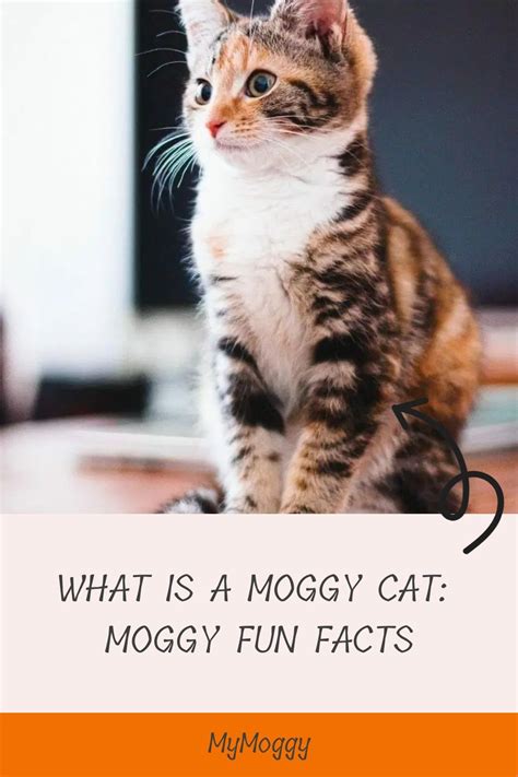 What Is A Moggy Cat: Moggy Fun Facts | Purebred cats, Cat breeds, Pedigree cats