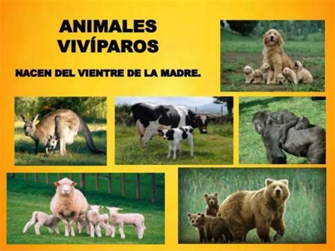 Diferencias entre animales vivíparos, ovíparos y ovovivíparos - RESUMEN