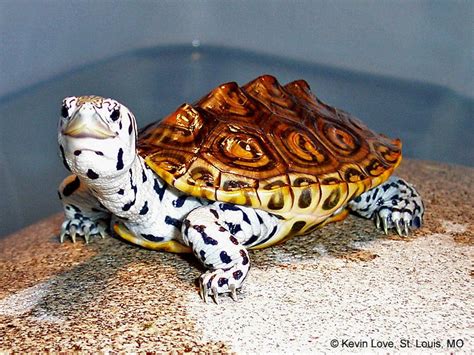 Terrapin Gallery