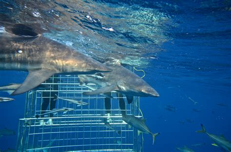 SHARK CAGE DIVING KZN IN DURBAN: Shark Cage Diving KZN