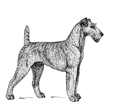 Irish Terrier Dog Drawing Free Stock Photo - Public Domain Pictures