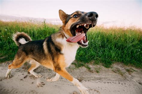 Tactics You Should Know For Training Aggressive Dogs – Dog Care Classroom