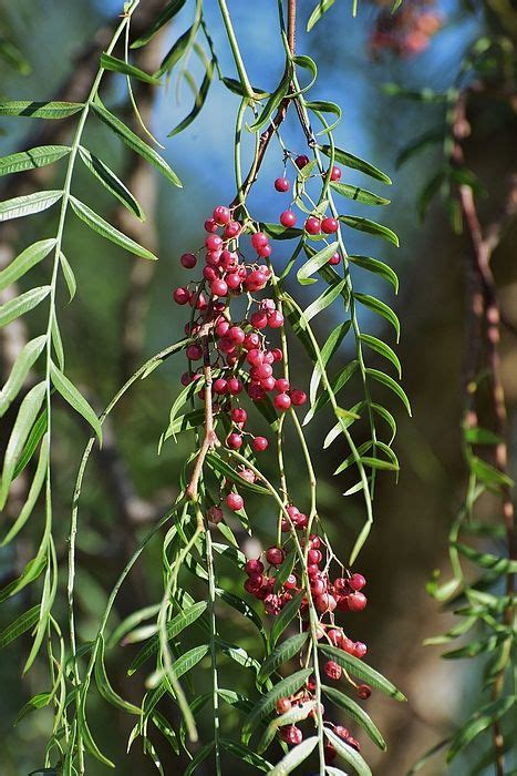 California Pepper Tree Leaves Berries I by Linda Brody | Pepper tree ...