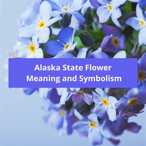 Alaska State Flower: Forget-Me-Not, Meaning and Symbolism