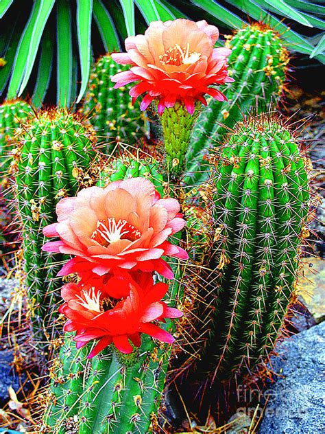 Cactus Blooming Arizona Desert Photograph by Merton Allen | Pixels