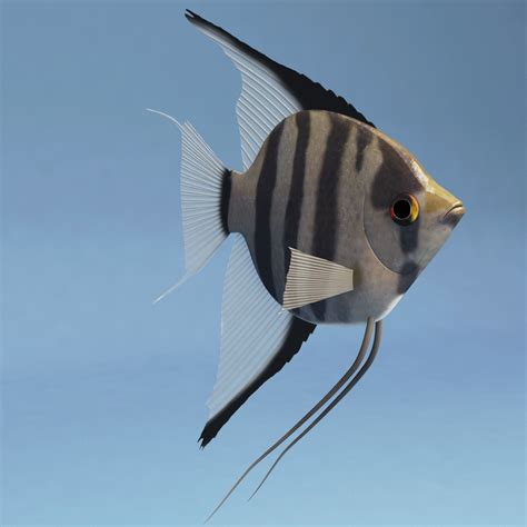 3d model pterophyllum modelled