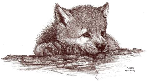 Cute Wolf Pup Drawing at GetDrawings | Free download