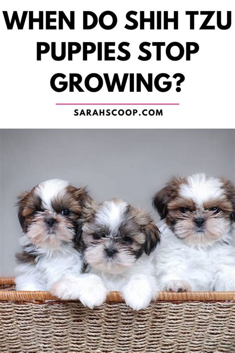 When do Shih Tzu Puppies Stop Growing: Size and Growth Chart | Sarah Scoop