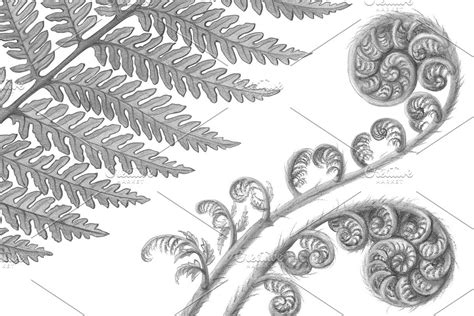 Silver Fern Pencil Illustration | Fern tattoo, Pencil illustration ...