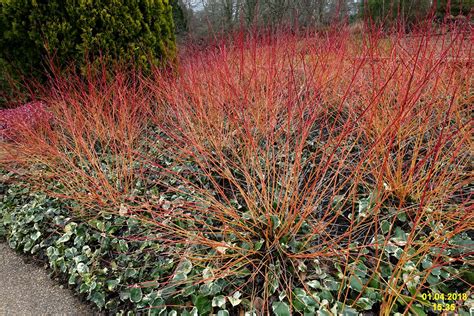 Cornus sanguinea 'Anny's Winter Orange' (SG) | Common dogwoo… | Flickr