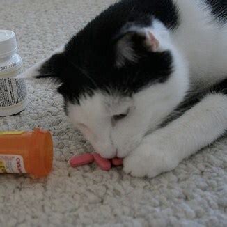 51 Top Images Metronidazole Dosage Cats Ibd - Metronidazole For Cats Uses Dosage Side Effects We ...