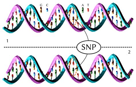 Datavu: Network Analysis application in Genetic Studies