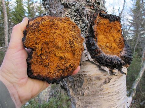 Organic - Fresh - High-Quality - Chaga Mushroom