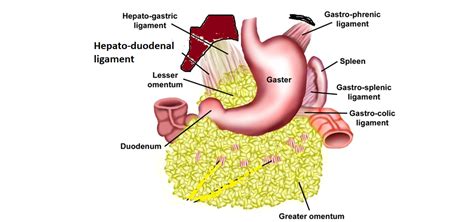 easyhumanatomy: Epiploic foramen