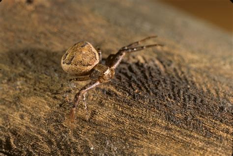 crab spiders (Family Thomisidae) | spidersrule