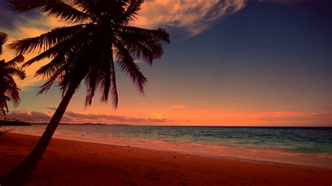 Free photo: Tropical Sunset Shilhouette - Asia, Gold, Golden - Free Download - Jooinn