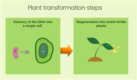 How to Modify Plant Genetics Without Genetic Engineering? - Plant Cell ...