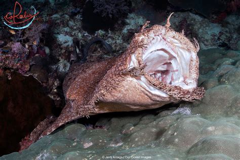 Wobbegong Shark Raja Ampat - Coralia Liveaboard