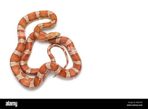 Corn snake isolated on white background Stock Photo - Alamy