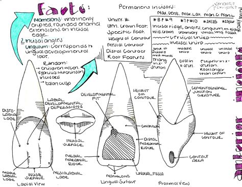 😘👍😃FACTS: Anterior Incisors Drawing by: Cheyenne #SmarterDA ️📐🎨 | Dental posts, Dental, Dental ...