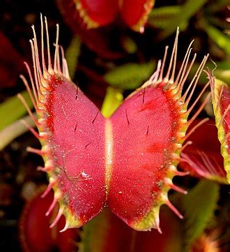 Steel trap (carnivorous plants) - Wikipedia