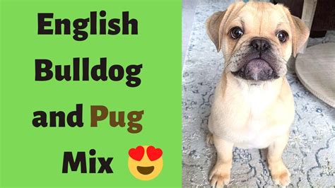 Pug and English Bulldog Mix breed (BullPug): What are the Pro's and Con ...