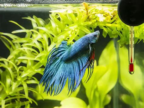 Betta Fish Water Temperature | Fishkeeping World