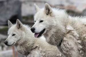 Greenland Dogs and the Australian Antarctic Expedition » JaneDogs