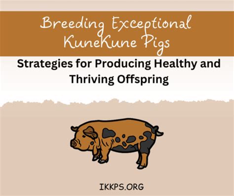 KuneKune Pigs – Breeding and Farrowing