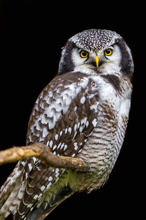 Perched hawk owl | I like this picture of a perched hawk owl… | Flickr