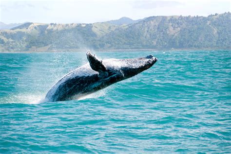 Maui whale watching!