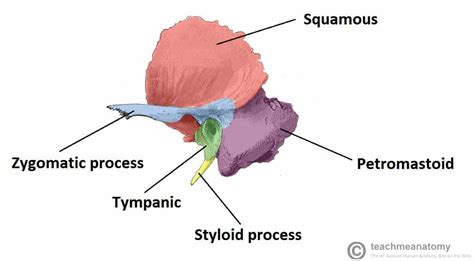 The Temporal Bone - Parts - Fractures - TeachMeAnatomy