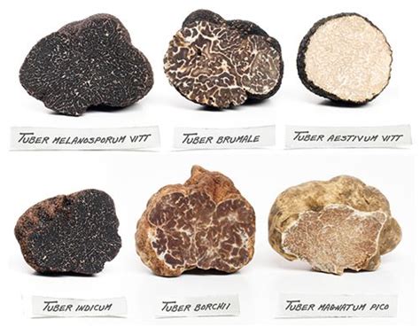 Facts about Truffles and their Varieties Used in Cooking | TRUFFLE KITCHEN.co.za | Stuffed ...