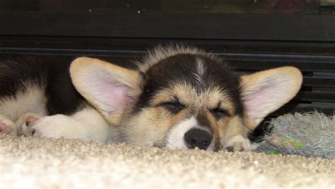 Sleeping Corgi Puppy Corgi Puppy, Canine, Sleep, Puppies, Dogs, Animals ...