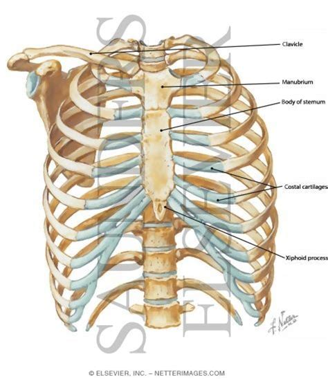 Anterior Chest Wall