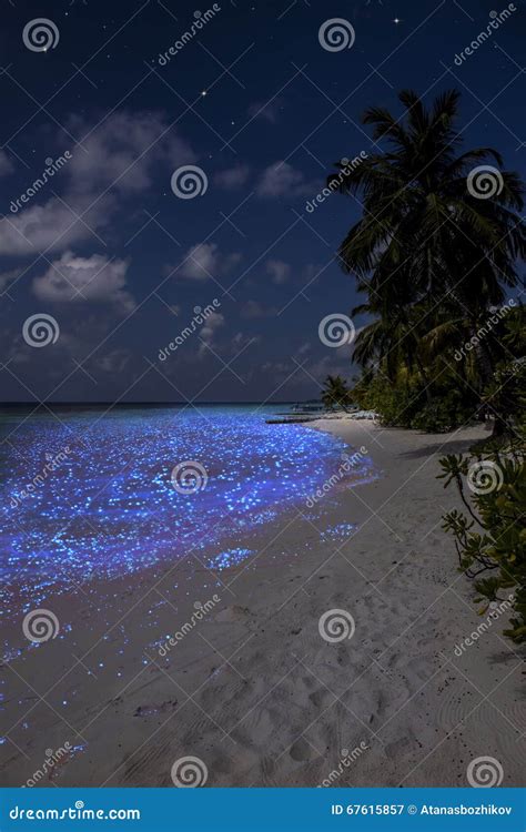 Fluorescent Plankton in the Maldives - Indian Ocean Stock Image - Image ...